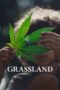Grassland (2025)